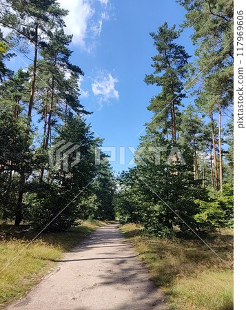 Forest path. Path in woods 117969606