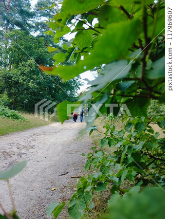 Forest path. Path in woods 117969607