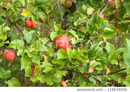 Fall apples and yellowing leaves on apple tree. 118034048