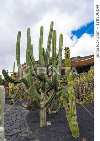 Picture of a very large and long cactus in the cactus garden Jardin de Cactus of Lanzarote 118806144