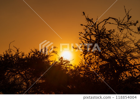 A sunset with trees in front and the sun behind them 118854004