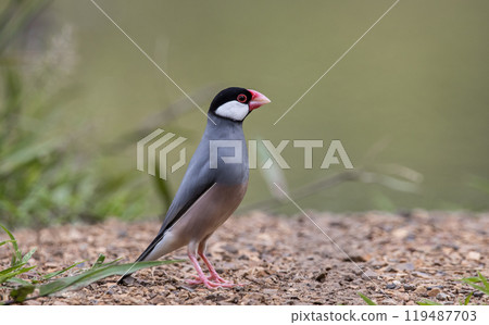 Java sparrow on the ground animal portrait. 119487703