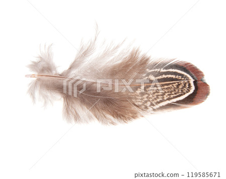 Decorative colorful pheasant bird feather isolated on the white background 119585671