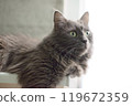 Grey Cat with Green Eyes Looking Indoors 119672359