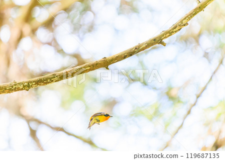 A cute Narcissus flycatcher (family: Flycatcher) taking off amidst fresh greenery. Hachioji Castle ruins, Hachioji City, Tokyo. Photographed in May 2024. 119687135