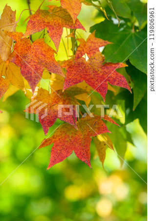 Autumn leaves (Yamahana River)_8818 119806961