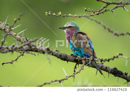 Lilac-breasted roller on whistling thorn in profile 119827428