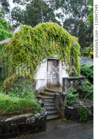 Overgrown old greenhouse in garden in rainy day. Orangery house covered with blooming ivy plants 119947349