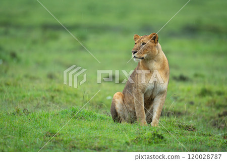 Lioness sits on short grass turning head 120028787