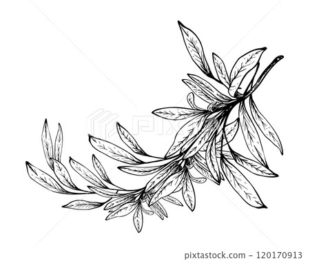 Olive tree branch, no fruit with leaves. Black and white graphic hand drawn vector illustration. Fruitless rosemary, bay leaf clipart for card, food, product label. Isolated line art from background 120170913