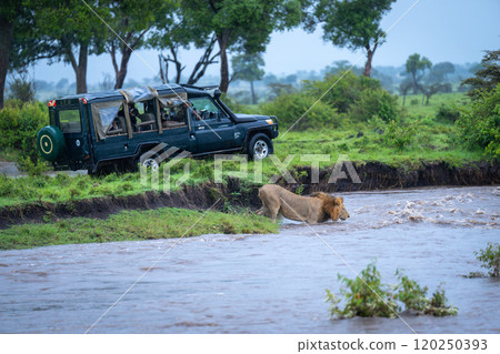 Male lion enters fast-flowing river near jeep 120250393