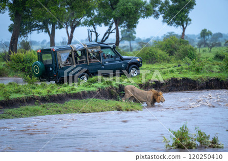 Male lion enters fast-flowing river near truck 120250410