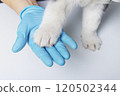 Vet holding puppy paw with gloved hand 120502344