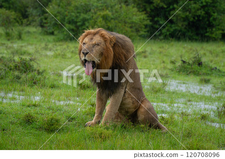 One-eyed male lion sits yawning on savannah 120708096