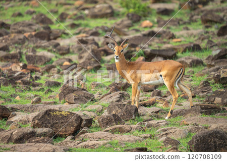 One-horned male impala stands on rocky slope 120708109