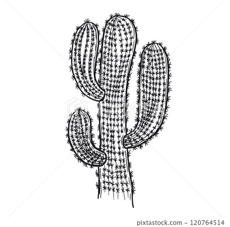 cactus, succulent, vector 120764514