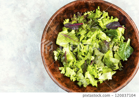 Fresh green salad lettuce 120837104