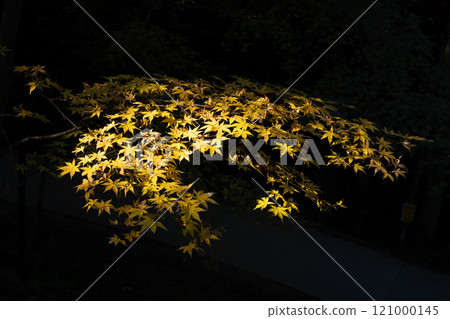 Fragrant Karami River in autumn 121000145