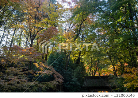 Fragrant Karami River in autumn 121000146