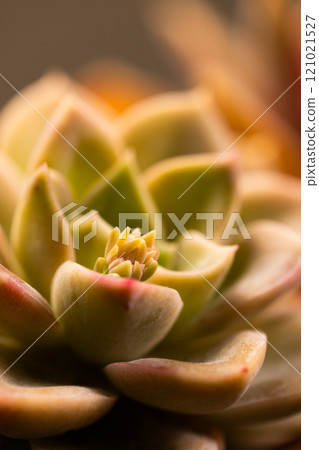 Micro close up of cactus plant with copy space 121021527