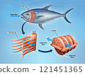 Fish respiratory system 121451365