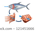 Fish respiratory system 121451666