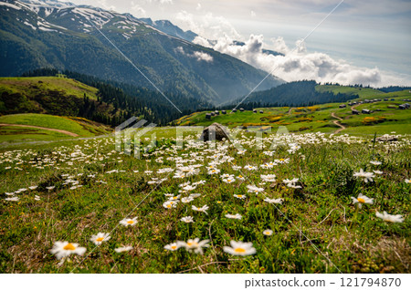 Scenic view of daisies in a mountain landscape. 121794870