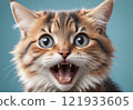 portrait of a scared cat with wide open eyes 121933605