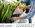 Greenhouse workers watering flowers in a glasshouse 122035527