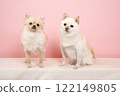 A smiling Mame-Pome and a Chihuahua-Pome on a pink background 122149805