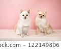 A smiling Mame-Pome and a Chihuahua-Pome on a pink background 122149806