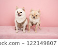 A smiling Mame-Pome and a Chihuahua-Pome on a pink background 122149807