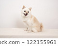 White background and smiling miniature pomelo Momo 122155961