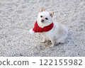 Momo, a miniature pomeranian wearing a red scarf 122155982