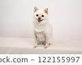 White background and smiling miniature pomelo Momo 122155997