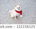 Momo, a miniature pomeranian wearing a red scarf 122156125