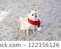 Momo, a miniature pomeranian wearing a red scarf 122156126