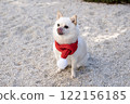 Momo, a miniature pomeranian wearing a red scarf 122156185