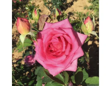 Altamoda® - Nirpelegant hybrid tea rose