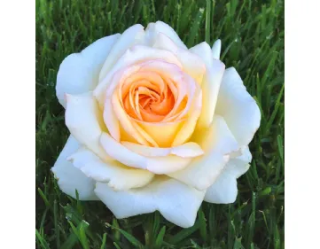 Anastasia® hybrid tea rose