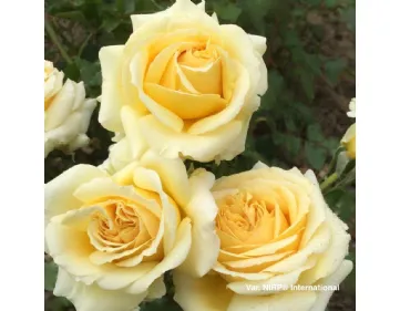 Aubade® hybrid tea rose