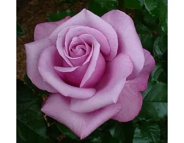 Barbra Streisand® hybrid tea rose