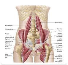 Músculos del cuello por madelyn albarracin duarte. Stocktrek Images Poster Print Wall Art Print Entitled Anatomy Of Iliopsoa Also Known As The Dorsal Hip Muscles None Muscle Anatomy Hip Anatomy Hip Muscles