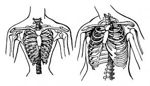 Lymphatic body diagram and histology 28p image quiz. 47 Thoracic Cavity Vector Images Free Royalty Free Thoracic Cavity Vectors Depositphotos