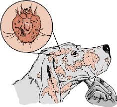 Stop the itching and get a cure for the below remedies to cure mange in dogs were emailed to us from our readers. Mite Infestation Mange Acariasis Scabies In Dogs Dog Owners Veterinary Manual