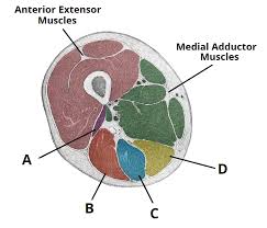 Click on the links to show each structure. Muscles Of The Posterior Thigh Hamstrings Damage Teachmeanatomy