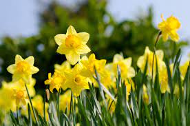 Feed the soil with bonemeal a week before you plant. How And When To Plant Daffodils Daffodil Bulbs Ashridge Nurseries