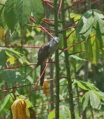 Burung kedasih gacor sore bikin merinding. Wiwik Kelabu Wikipedia Bahasa Indonesia Ensiklopedia Bebas