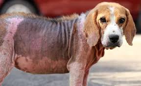 Home remedies for treating cat & dog mange. 6 Home Remedies For Dog Mange Other Otc Treatments