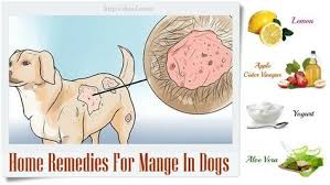 A beautiful and lengthy bath will decrease the. Top 10 Natural Home Remedies For Mange In Dogs Dog Mange Dog Remedies Mites On Dogs